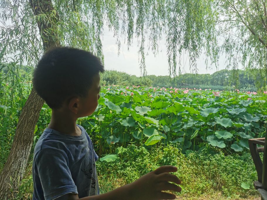 新浜荷之旅旅游攻略,沙家浜风景区旅游攻略