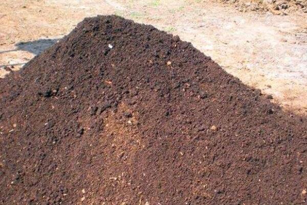 滴水观音用什么土栽植最好,养滴水观音用什么土栽培最好