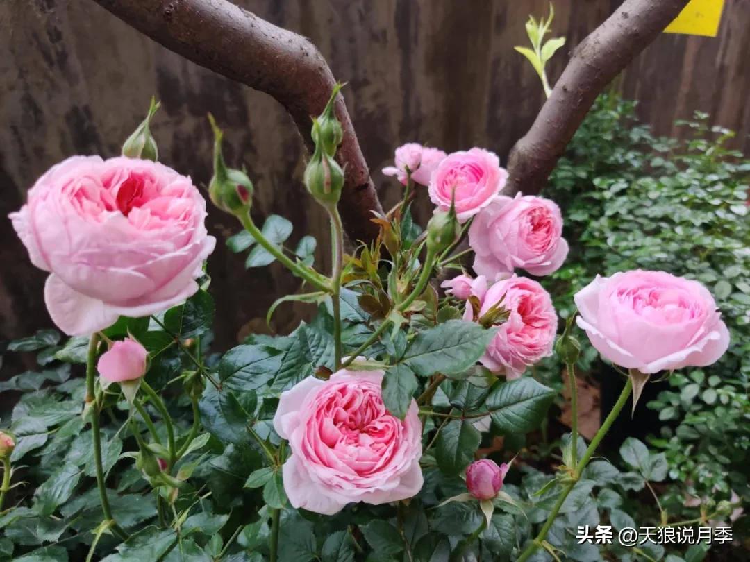 圆滚滚的绣球，瀑布般的花墙，这届花友也太会种花了吧