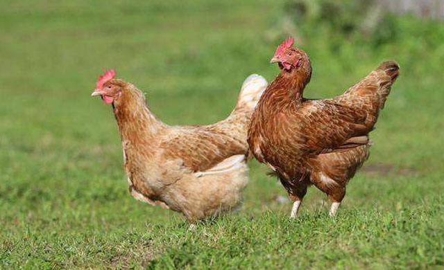 鸡得了蛔虫病怎么办吃什么药,鸡有蛔虫该怎么治疗