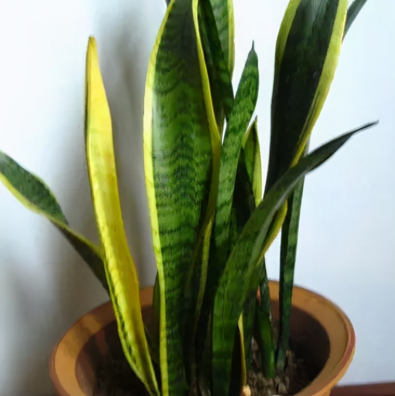 吸甲醛和苯的植物多久可以见效,卧室放什么植物吸甲醛最好