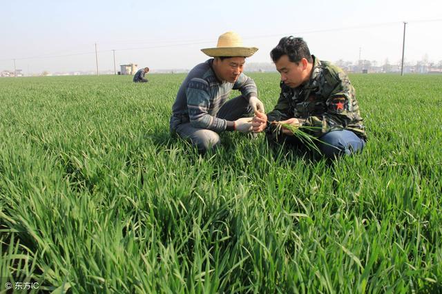 百草枯的毒性有多大?如果不慎误服一口,身体会发生怎样的变化?