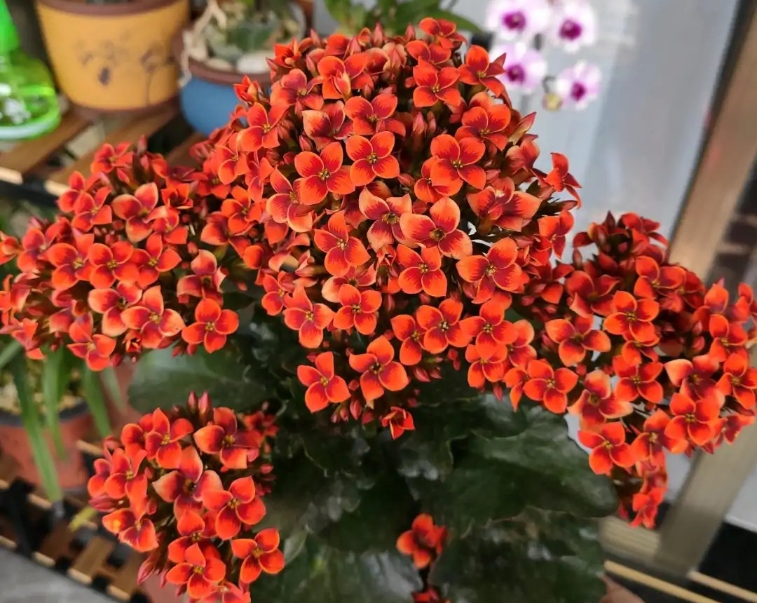 长寿花单瓣品种大全,长寿花100种颜色图片