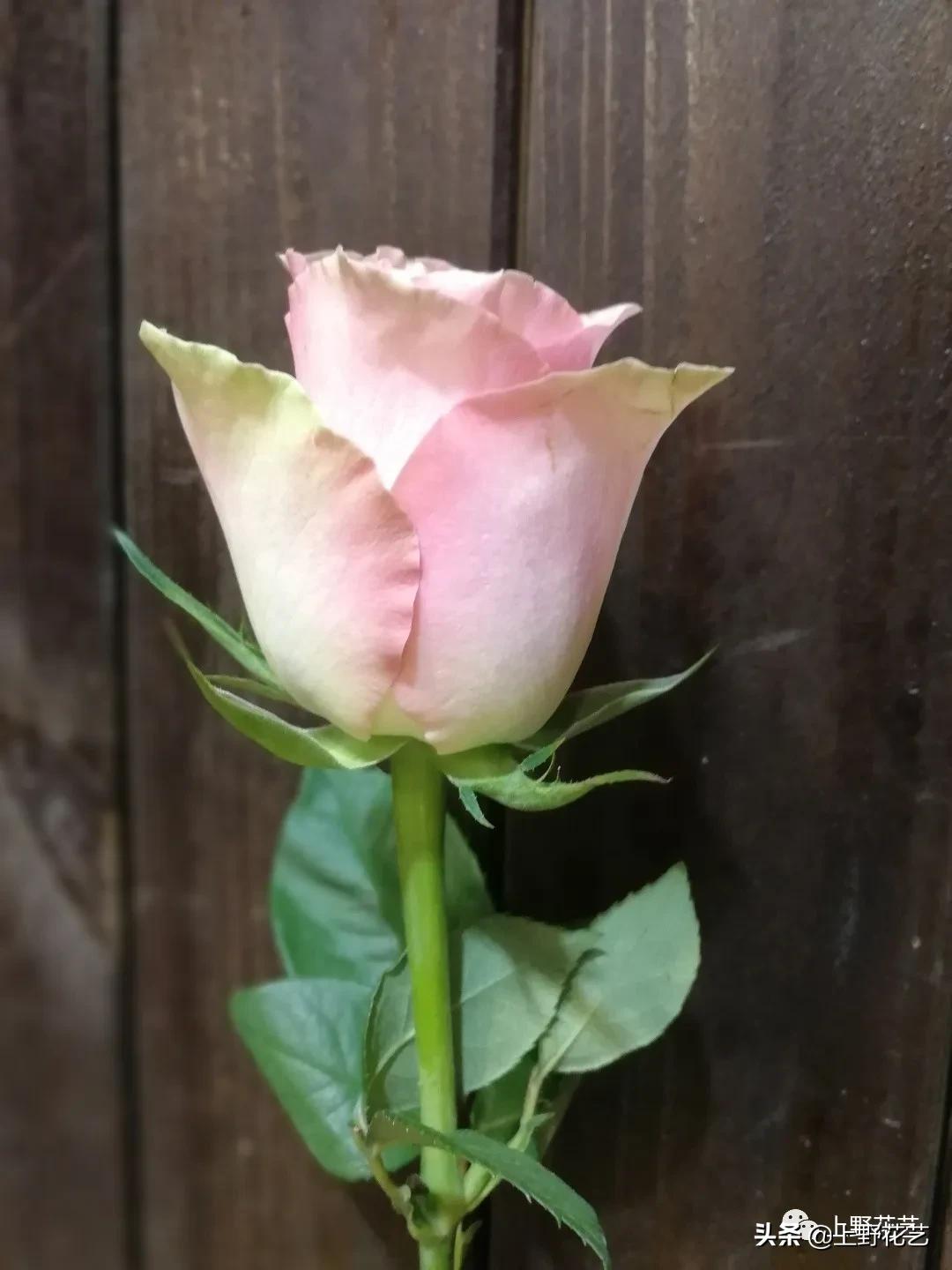 100种玫瑰代表什么,100种玫瑰品种