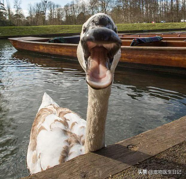 当“村霸鹅”前往英国,会不会有另一副景象?鹅:现在请叫我国霸