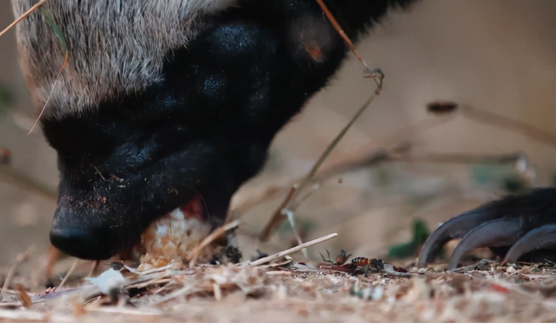 蜜獾吞食毒蛇视频,克星蜜獾专门咬很凶猛的毒蛇