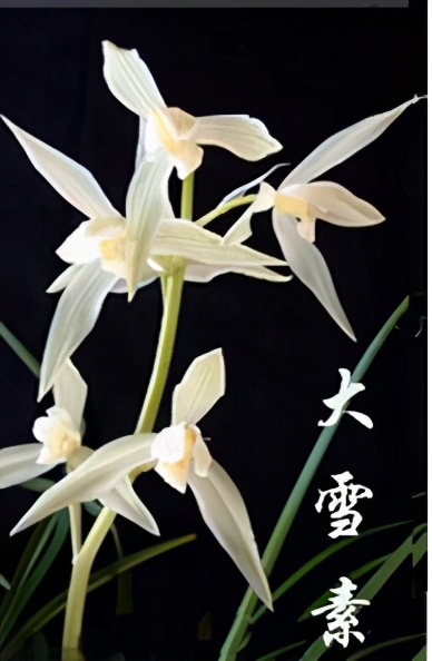 大理云龙县莲瓣兰,莲瓣兰滇西红缘