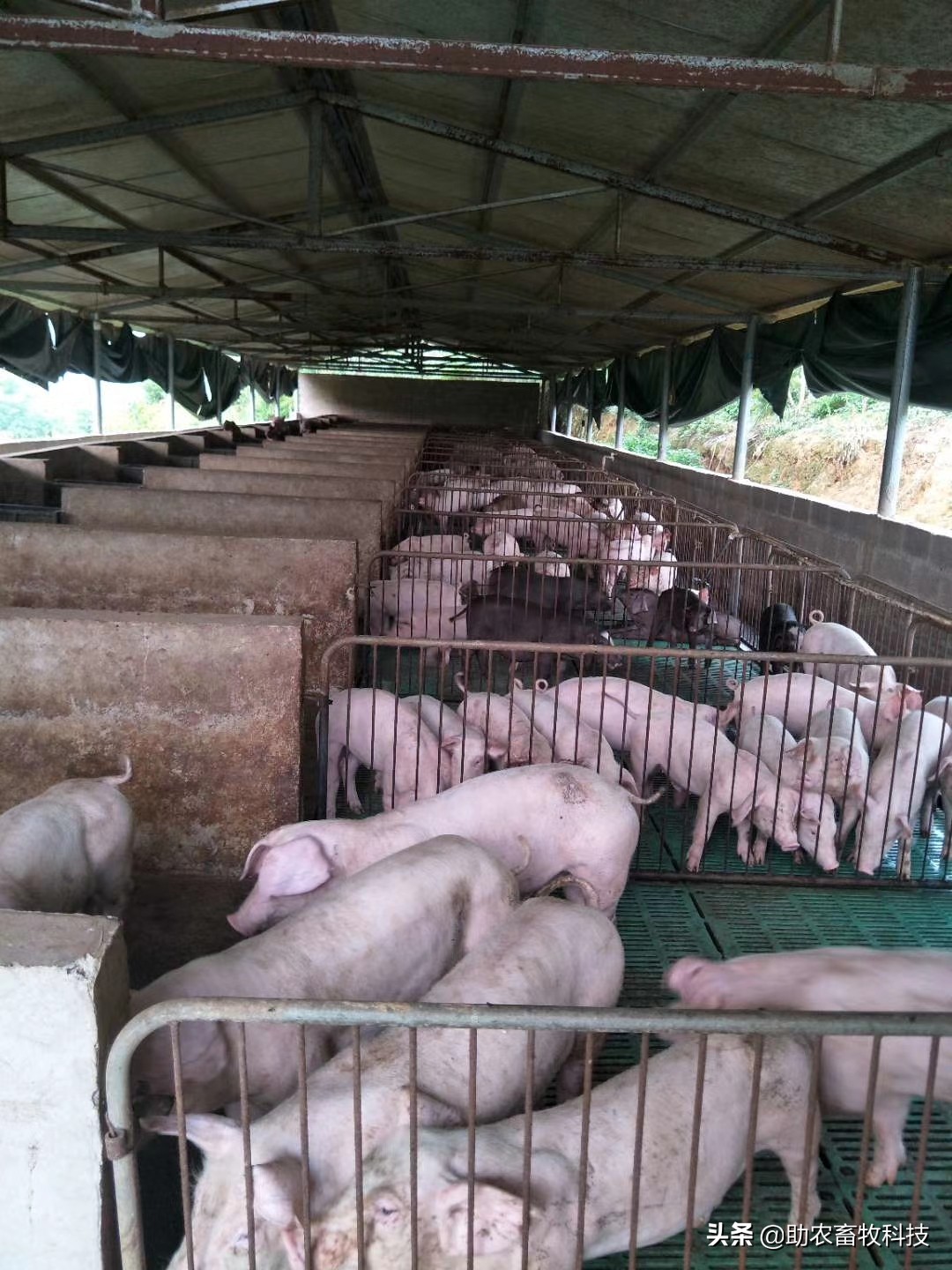 发酵中草药将成为防控非洲猪瘟的有力军，成本低效果肯定大量案例