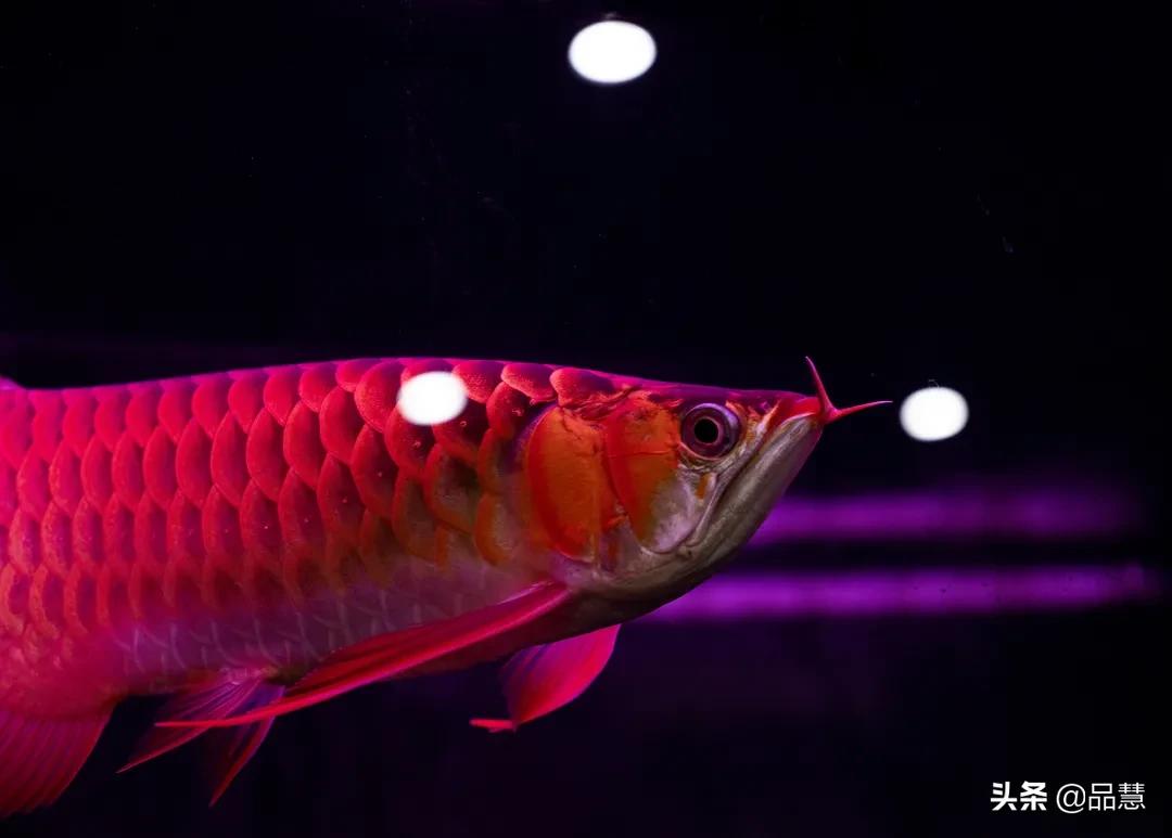 十种便宜又漂亮的龙鱼,一旦拥有别无所求是什么广告