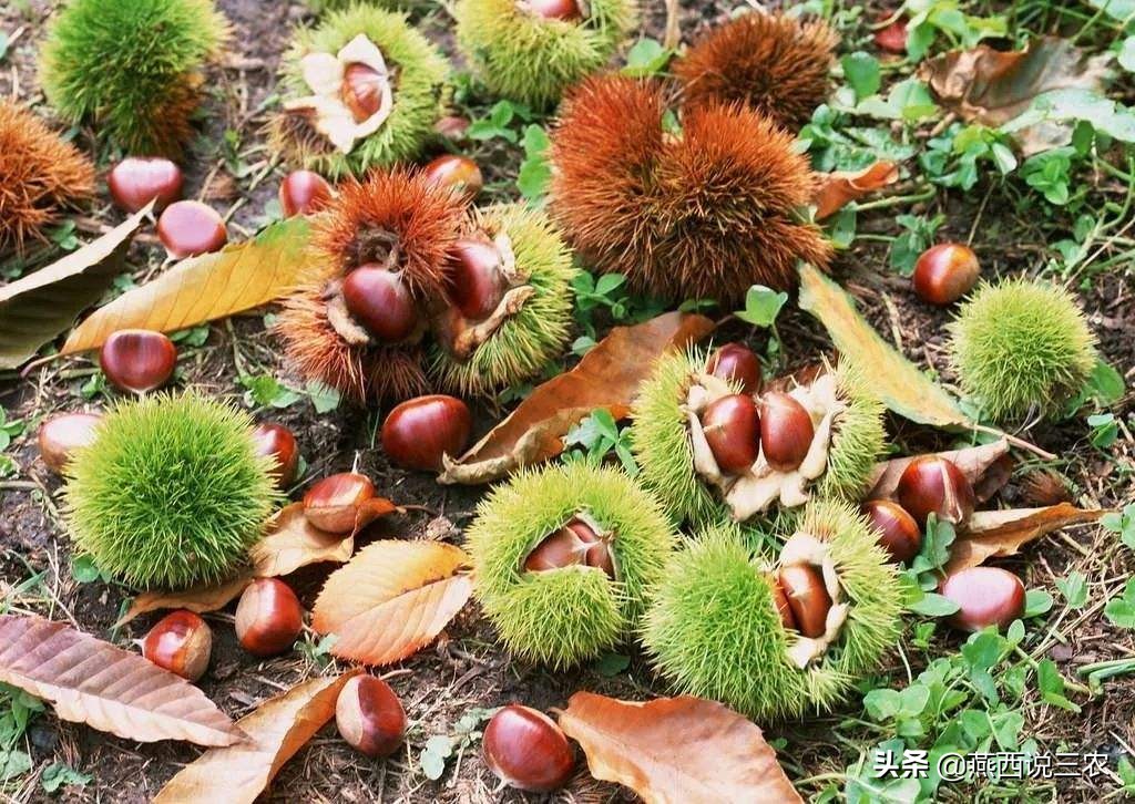 连续3年遇滞销，如今40万斤完全成熟，还未上市却跌成白菜价