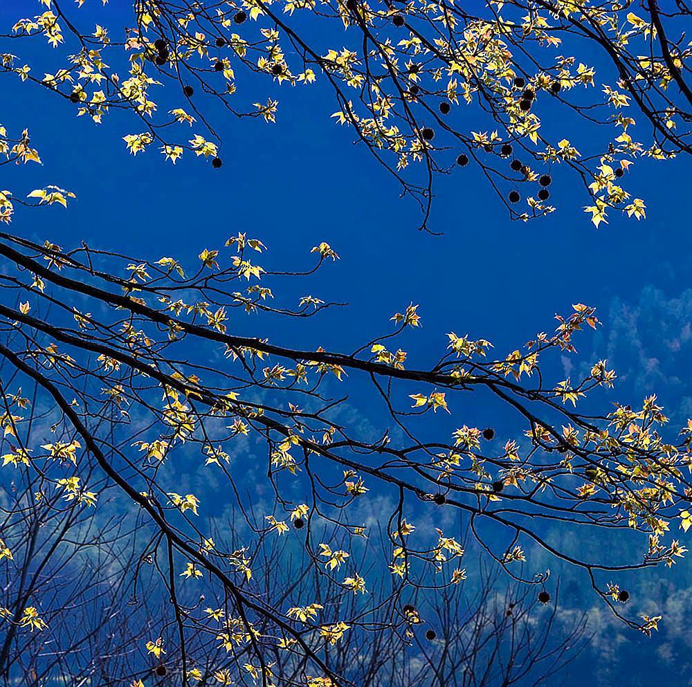 红楼梦葬花吟花谢花飞花满天,葬花吟黛玉葬花红楼梦
