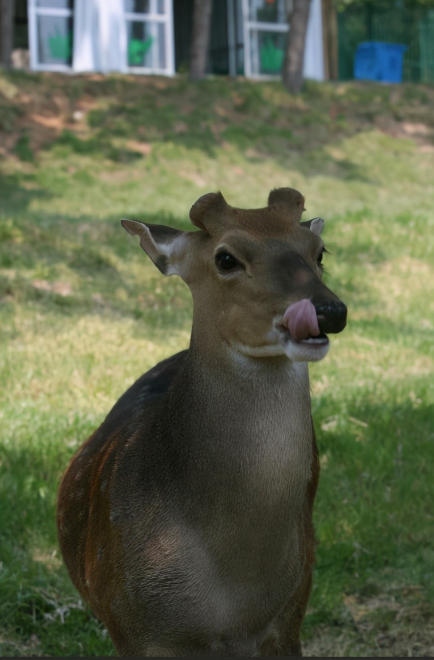 梅花鹿为什么夏天才有斑点,梅花鹿怎么没长鹿茸