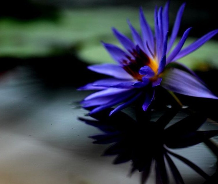 睡莲花开不染纤尘,睡莲纤尘不染给人一种清雅的感觉