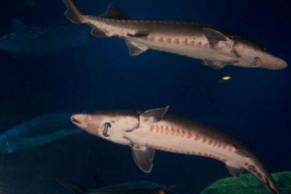 养殖鲟鱼要什么条件,养殖鲟鱼的必要要点