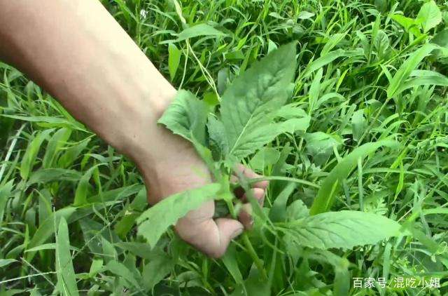 看看这些野菜你们家乡有吗？