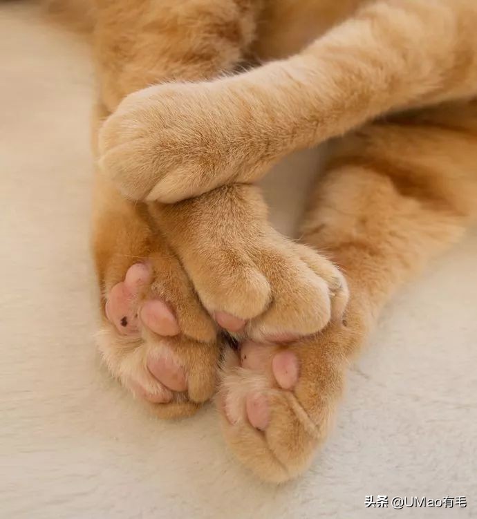 这套喵肉球vs口红色号匹配大全送你了!拿走不谢!