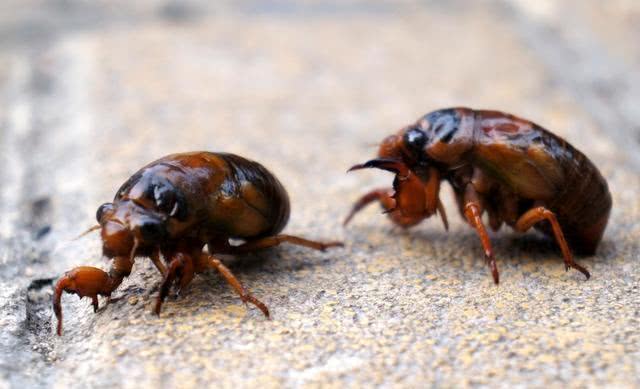 今年知了猴还能吃吗,野生动物保护法知了猴还能吃吗
