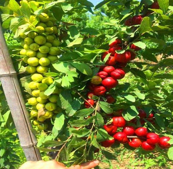 价值被低估的水果“李子祖先”,含钙量堪比牛奶,村民却拿它喂猪