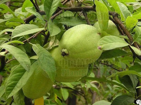 怕麻烦是不是最大的障碍,新概念英语单词速记