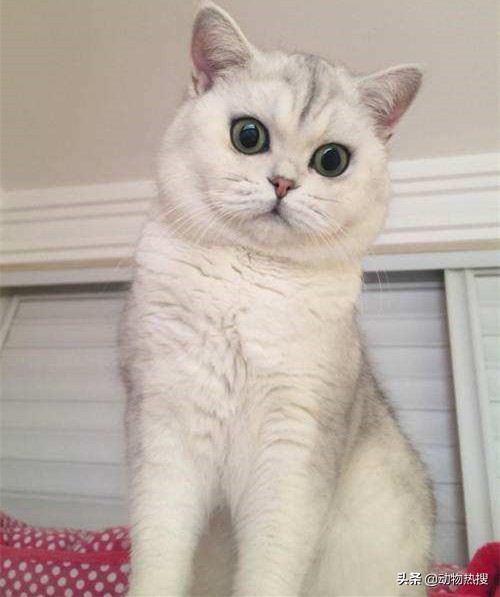 英国短毛猫有哪几种品种,你见过这样的英国短毛猫吗