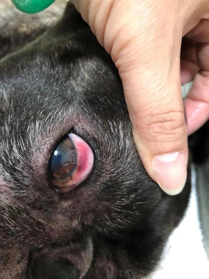 斗牛犬洗澡后肺水肿,斗牛犬洗完澡皮肤溃烂