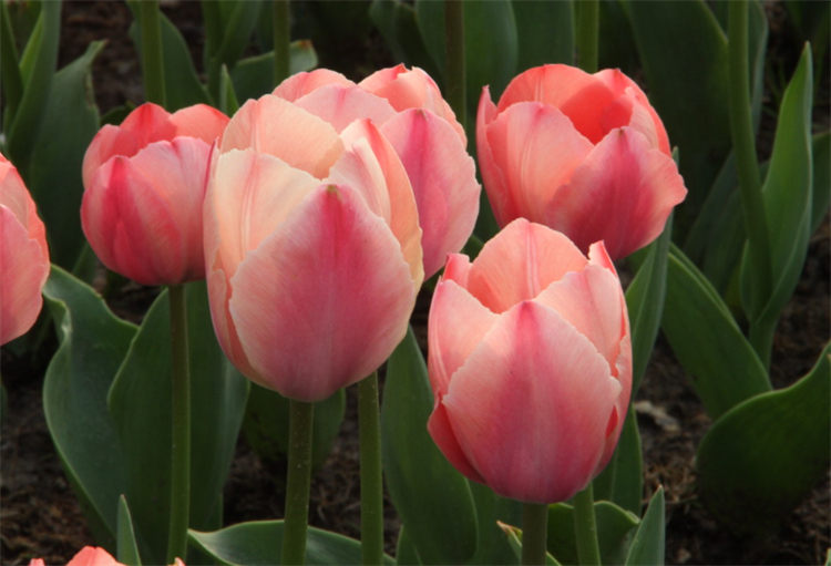 有7种郁金香的花语,平时大多数人都不清楚,关键时候学习下