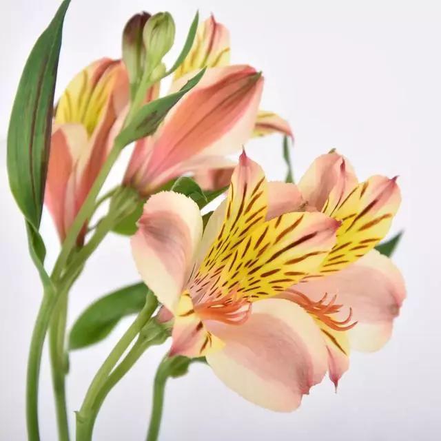 过年家里摆什么植物好,家里过年要摆几样水果