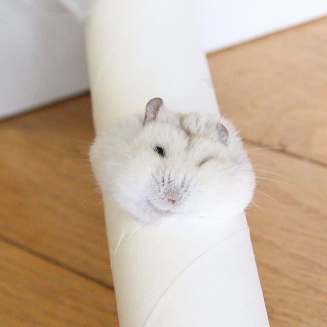 仓鼠向猫咪求饶,仓鼠向主人求救的征兆