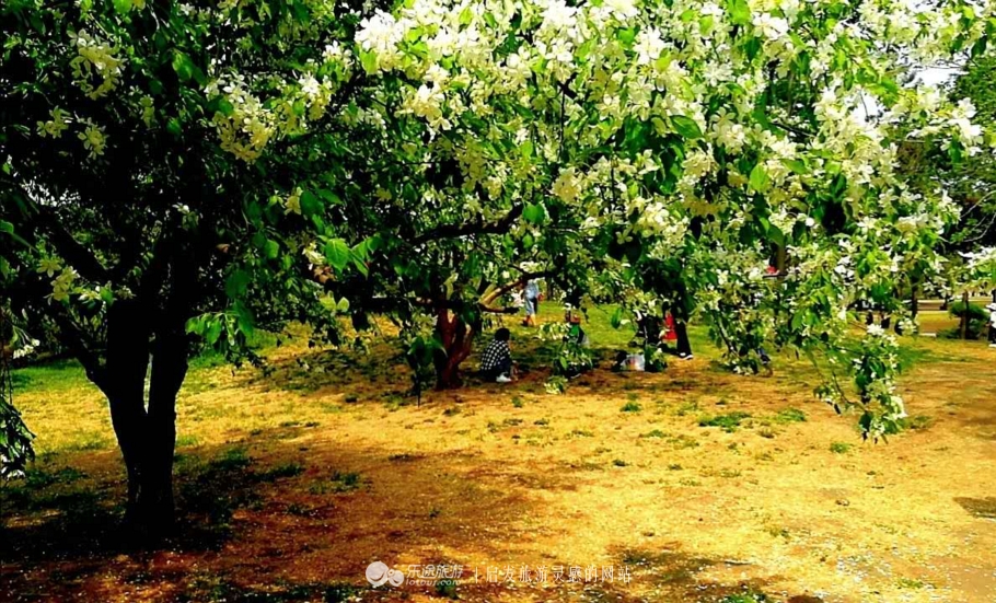 丁香雨女声版,丁香鱼喻越越