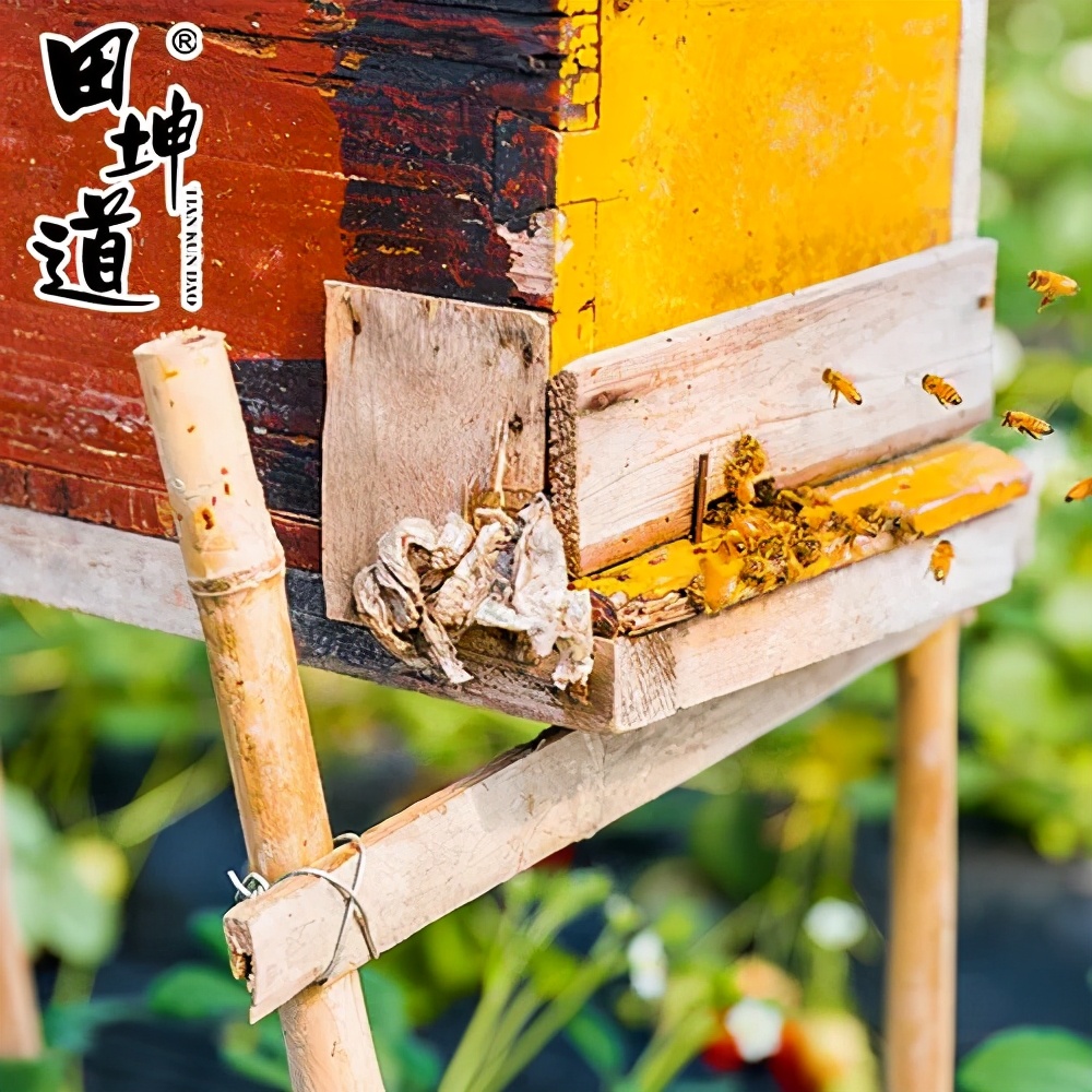 田坤道探店,田道坤黑蜂蜜
