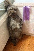 学日语被骂是活该吗,当你学日语被误会成汉奸