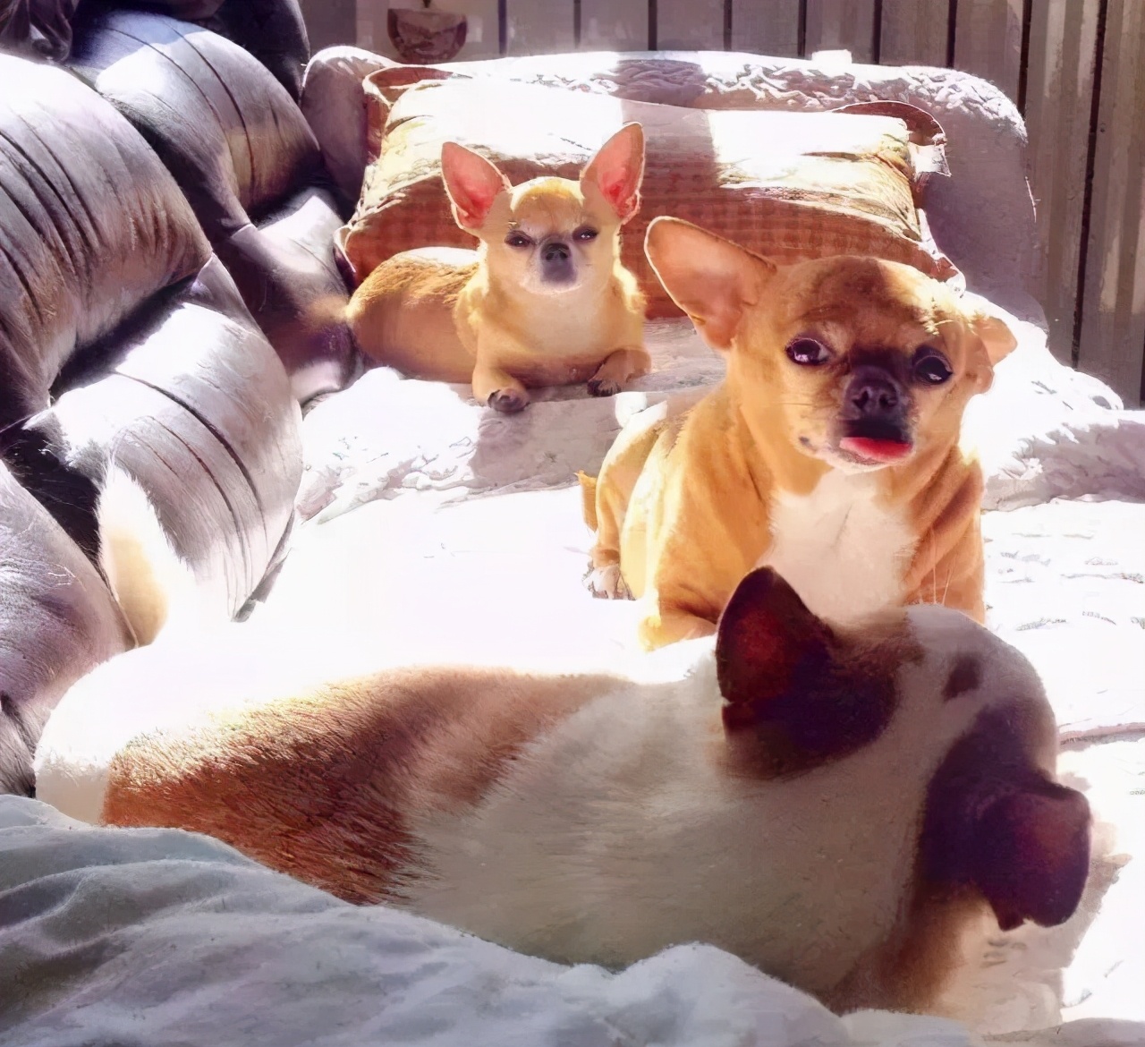 养狗注意事项萌宠指南,养狗人要了解的狗狗睡眠常识