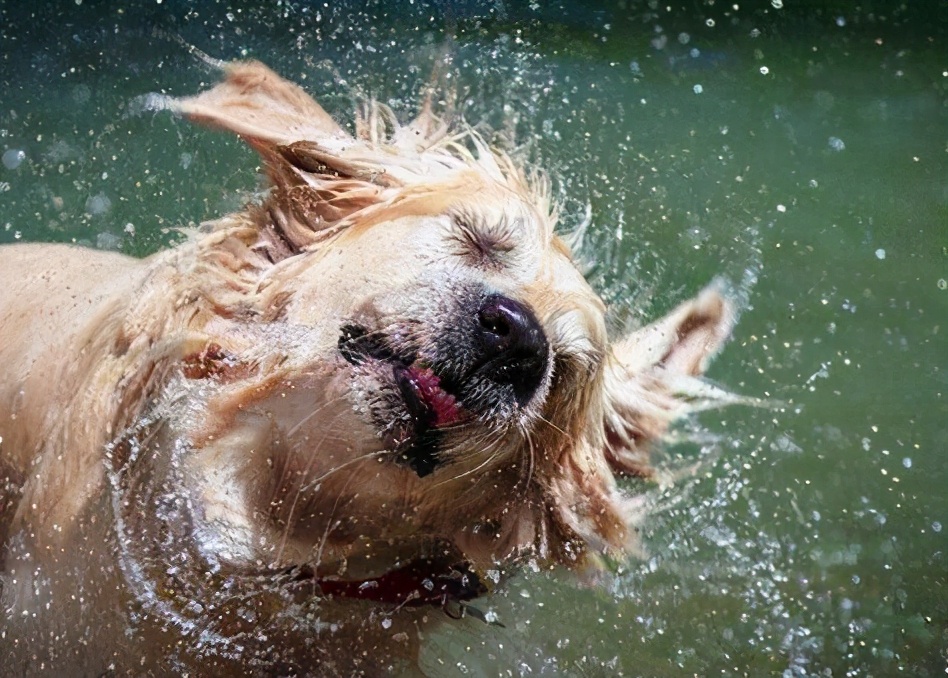 新手养狗100个基本知识,新手养狗狗狗的护食行为怎么纠正