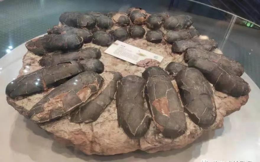 廖彩杏、吴敏兰、汪培珽,英语启蒙三大门派该如何选择?