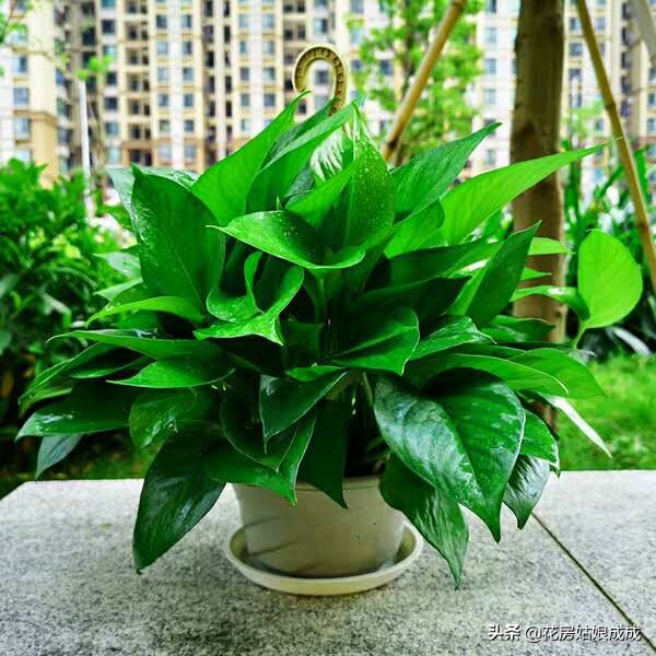 绿萝在长期阴暗环境下下垂打蔫,绿萝叶子下垂发蔫及时补救方法