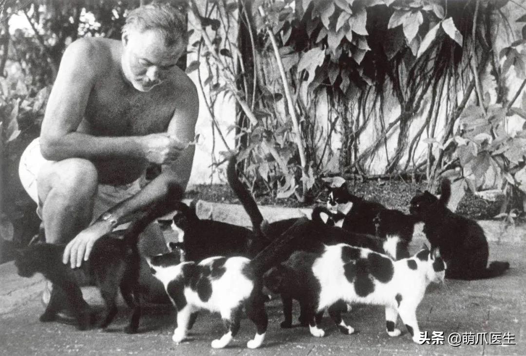 给猫剪指甲指甲劈开了有没有事了,给猫猫剪指甲失误