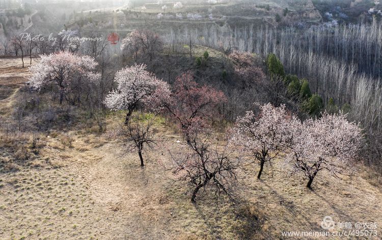 河南灵宝百年古杏林花开遍山野,灵宝北沟古杏林图片