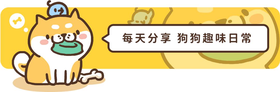 导盲犬被热议视频,导盲犬为什么被指责