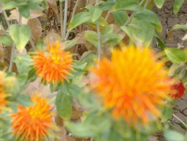 全国各地最全特产,全新疆特产