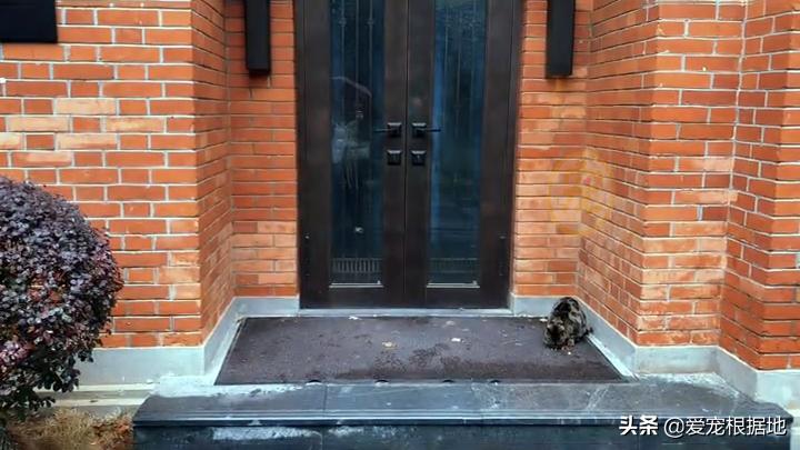 同伴被困空房子,流浪猫向人类求助,获救后它竟主动让出食物