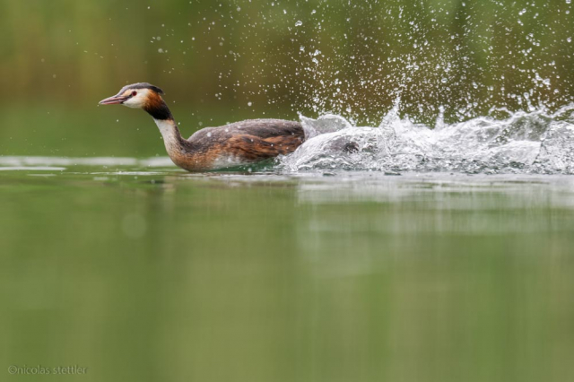 尼康500mmf4e使用体会,尼康500mmf4和600mmf4