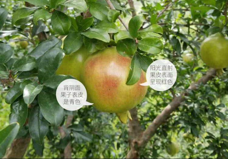 突尼斯软籽红石榴产地价格,突尼斯软籽红石榴助农