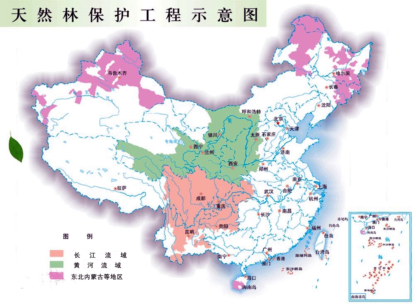 广西桉树之谜,广西摇钱树桉树