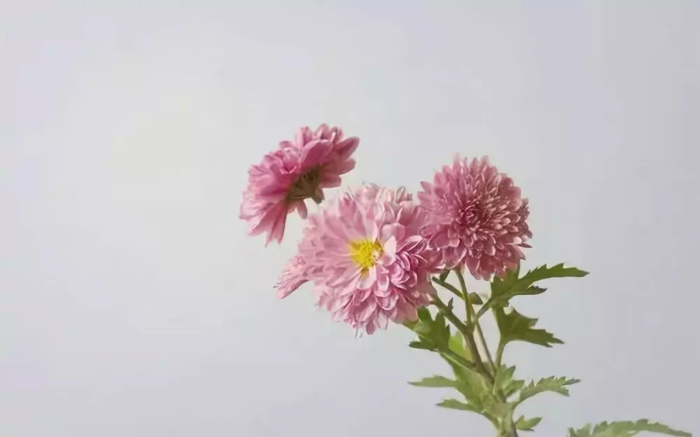 生活语录句句戳心文案,生活感悟情感美文经典语录