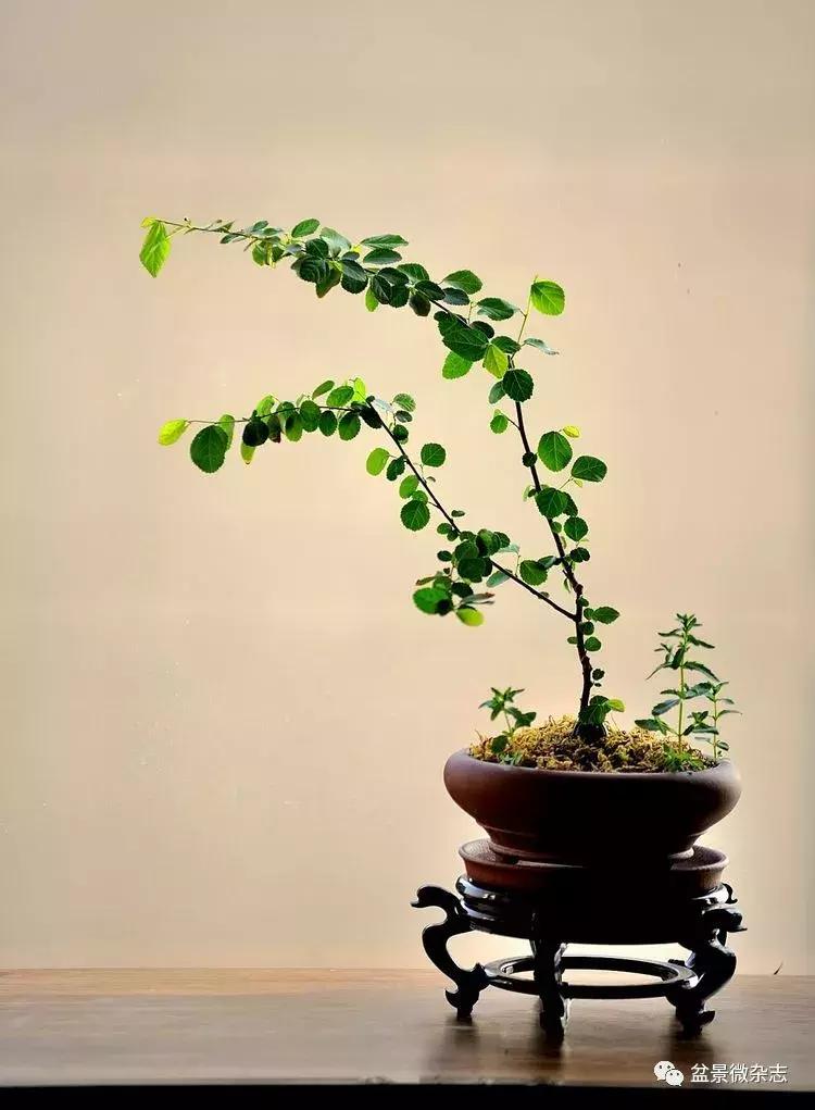 盆景艺术欣赏视频大全,盆景万象盆