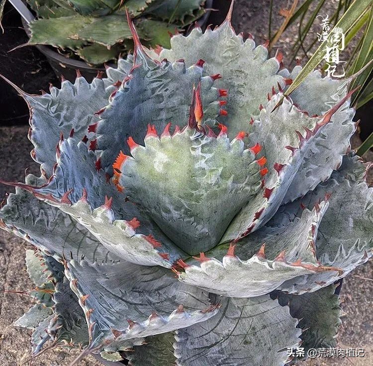 极品龙舌兰,精品龙舌兰欣赏