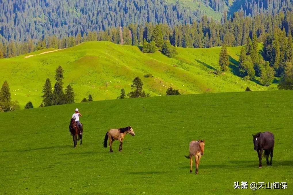 伊犁可克达拉草原,伊犁草原之旅