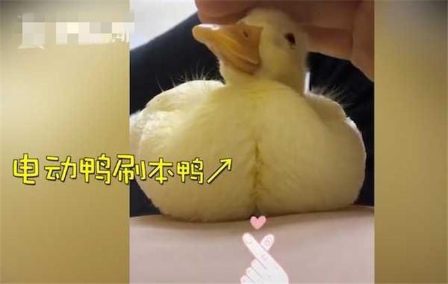格格:小鸭宝宝冲上来猛亲,得个新绰号“电动鸭刷帮主人剔牙