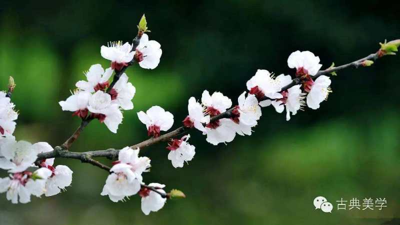 七绝桃红古诗词,七绝咏桃红