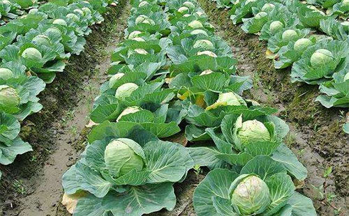 叶菜品类表,叶菜类一览表